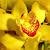 Orchidea B&B