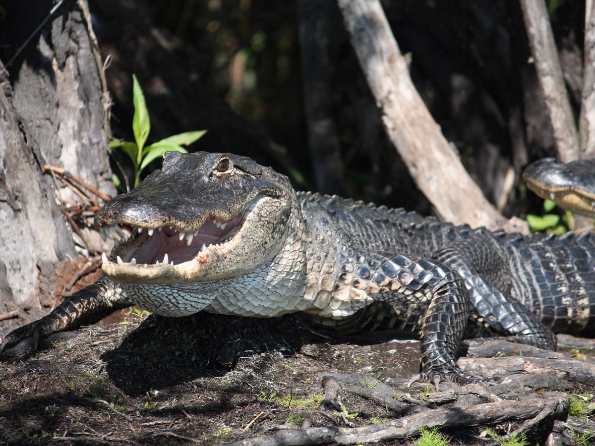 bull gator adventures airboat rides & tours melbourne tours