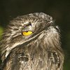 Owls 17