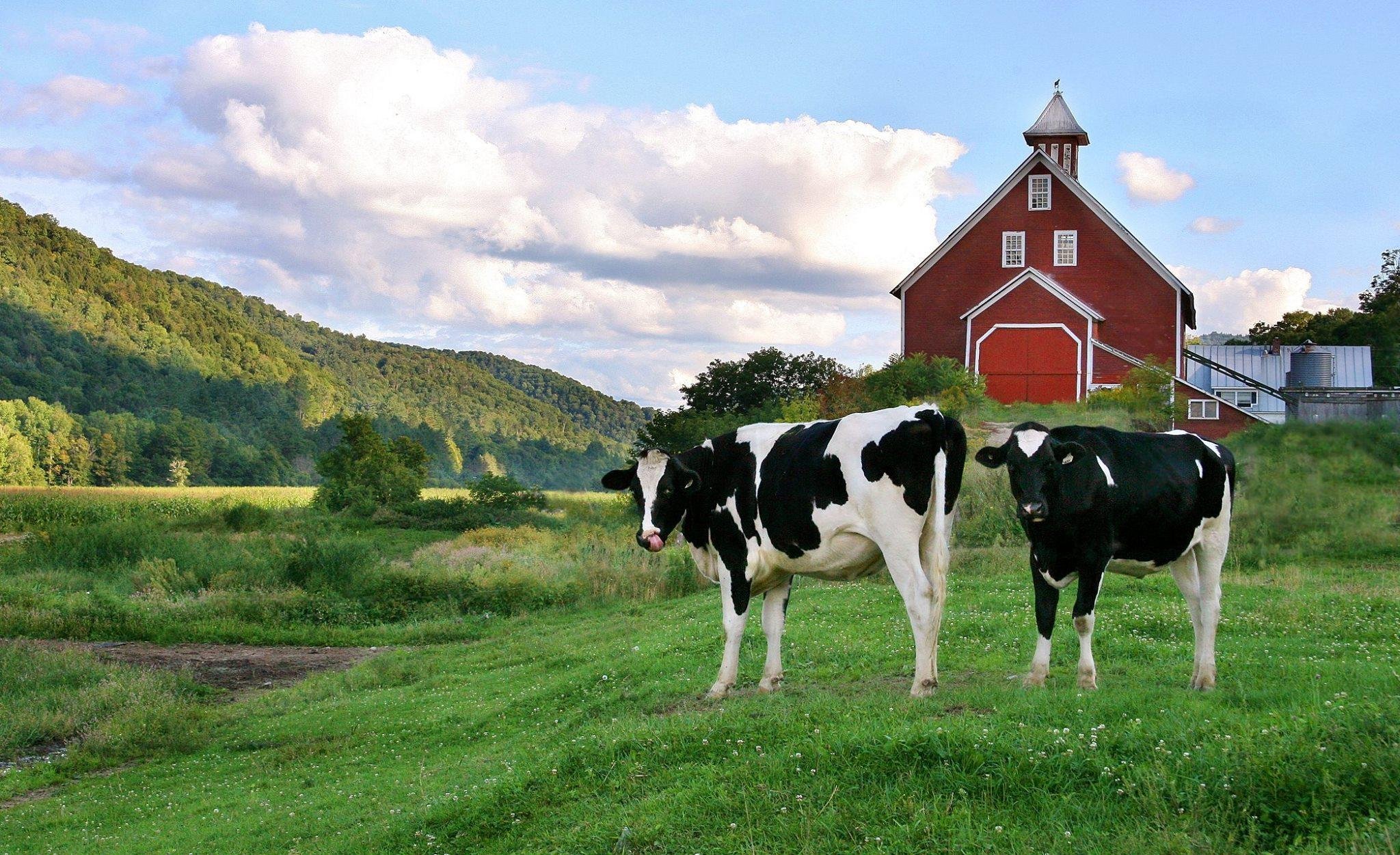 Liberty Hill Farm by null