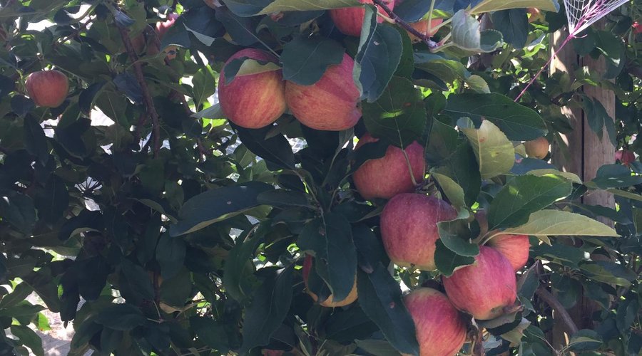 Fresh Apples!