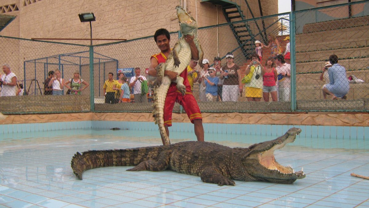 Crocodile Show, Шарм-эль-Шейх: лучшие советы перед посещением - Tripadvisor