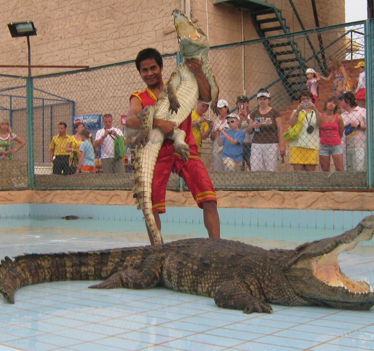 Crocodile Show, Шарм-эль-Шейх: лучшие советы перед посещением - Tripadvisor