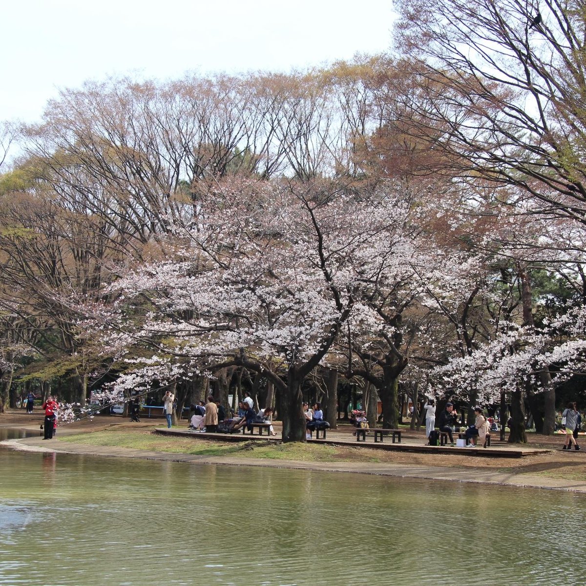 Yoyogi Park Shibuya All You Need To Know Before You Go