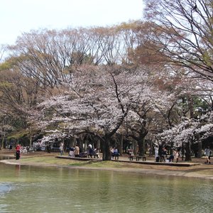 渋谷区の公園 自然 ベスト10 トリップアドバイザー