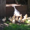chooklady