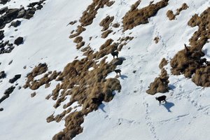 Viaggiatori