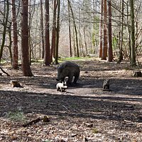 Wild boar family