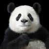 PandaYoof