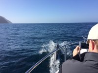 Catalina Coastal Tours & Fishing (Avalon) - All You Need to Know BEFORE