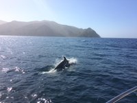 Catalina Coastal Tours & Fishing (Avalon) - All You Need to Know BEFORE