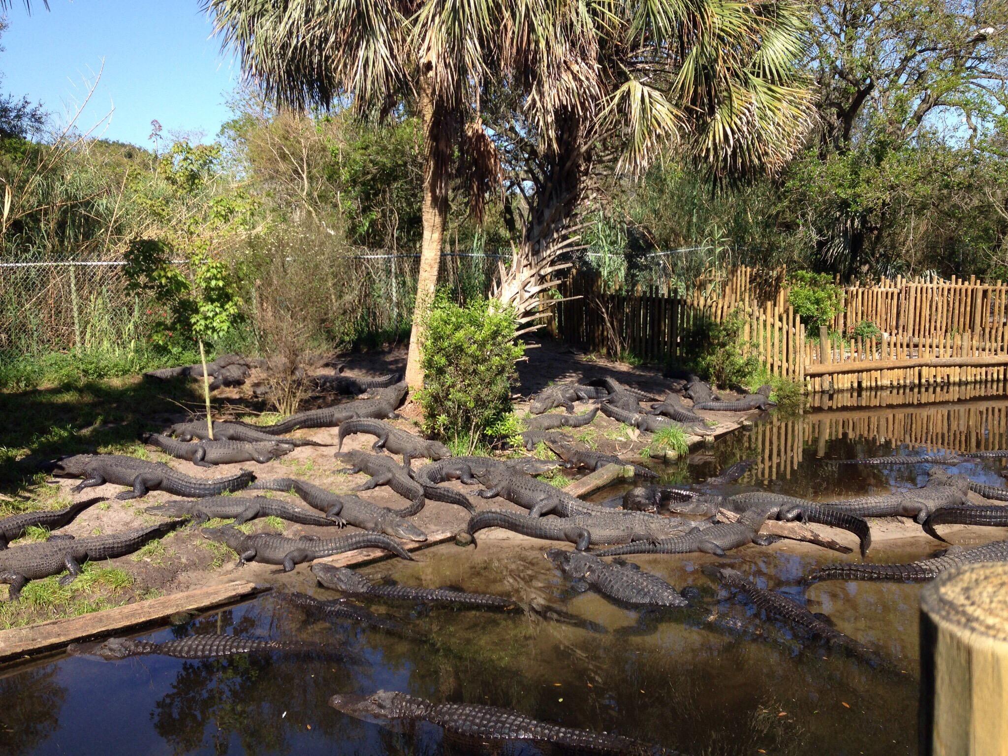 St Augustine Alligator Farm Zoological Park   St Augustine Alligator 