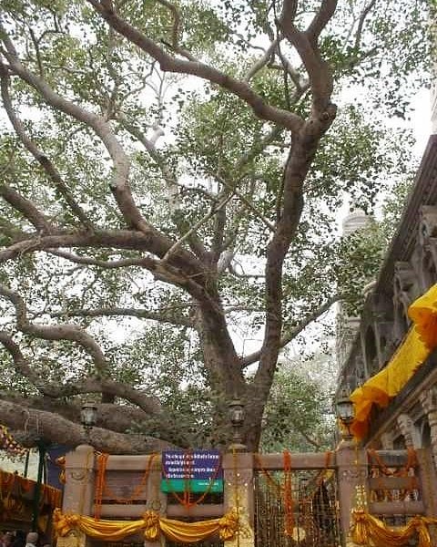 Rajayatna Tree image