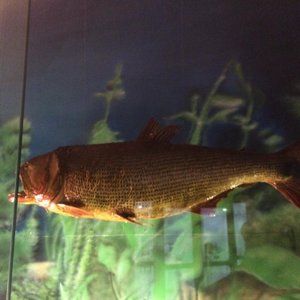 Decoração com peixes da região