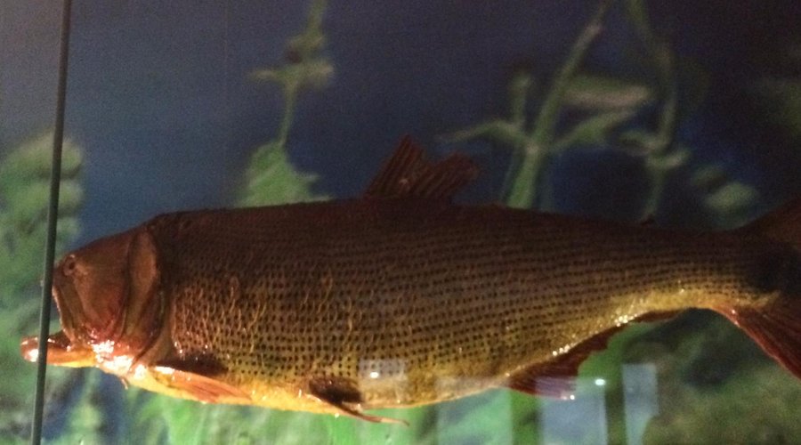 Decoração com peixes da região