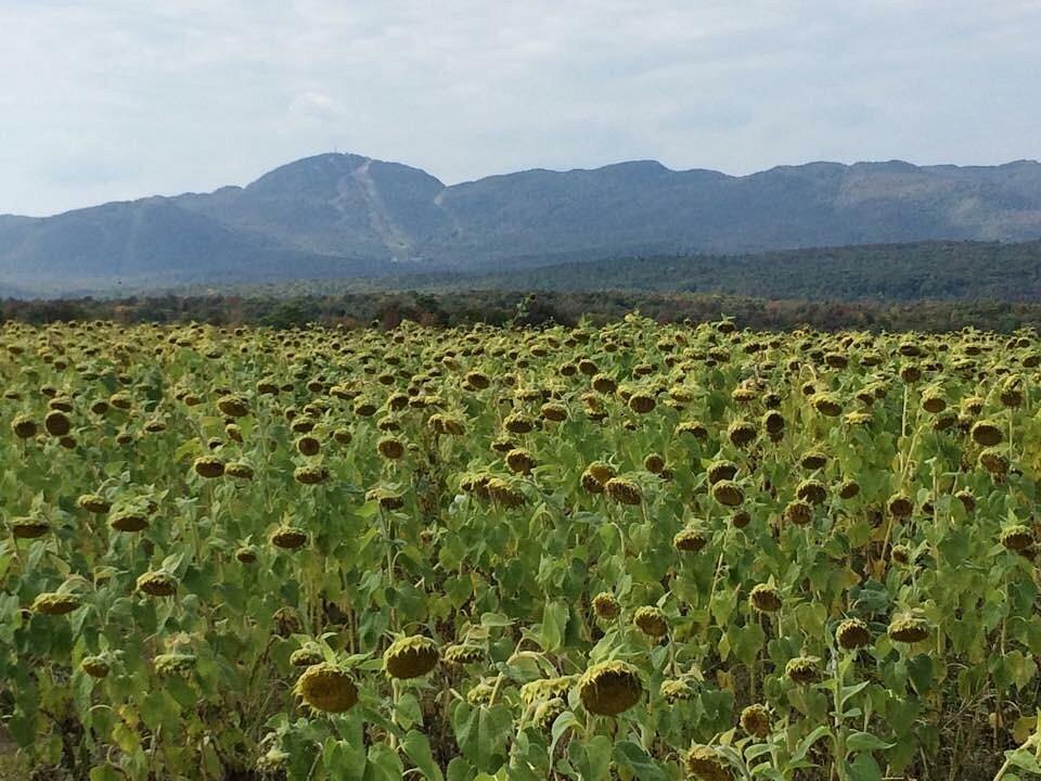 Tournesols Orford