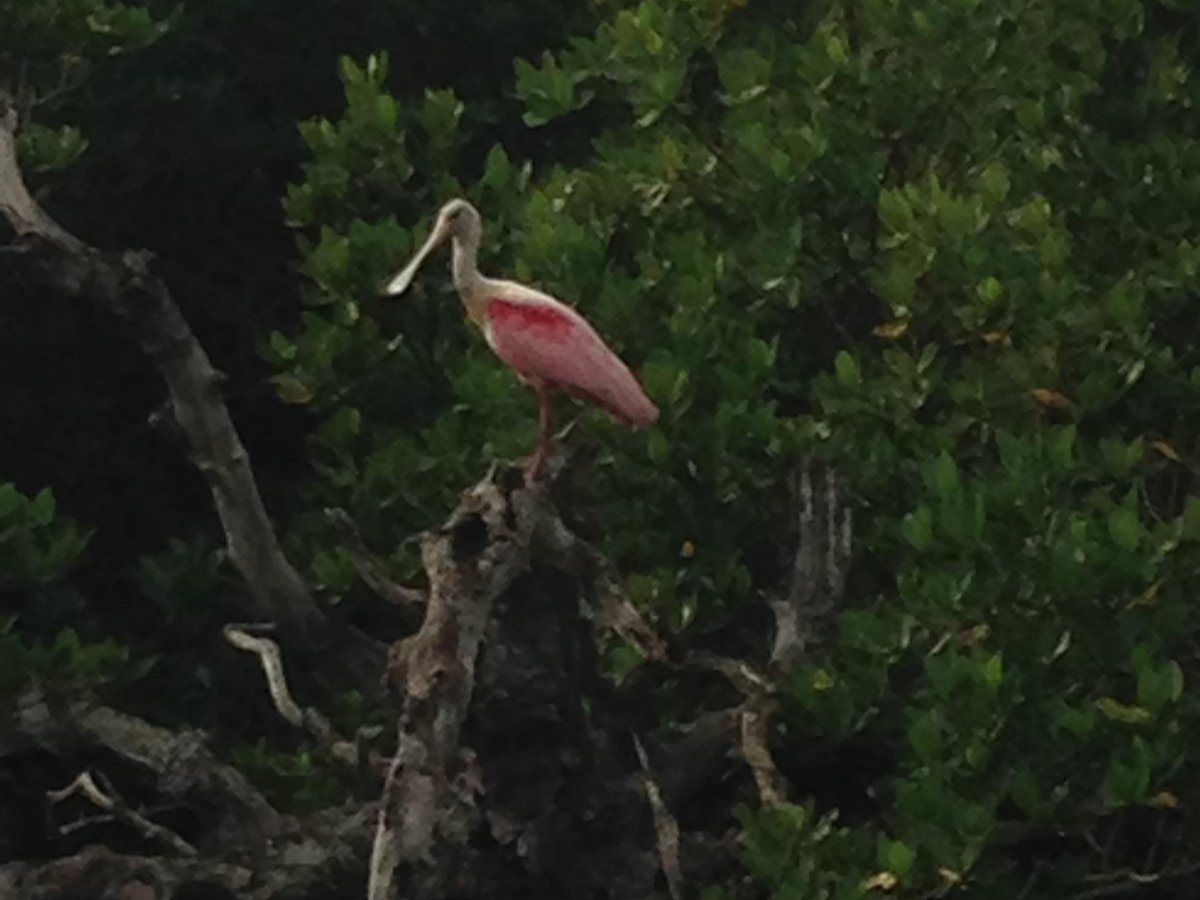 Florida Everglades Charter Adventures - All You Need to Know BEFORE You