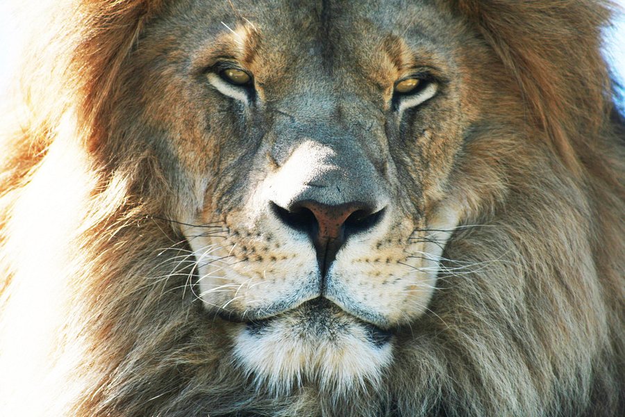 african lion safari shows