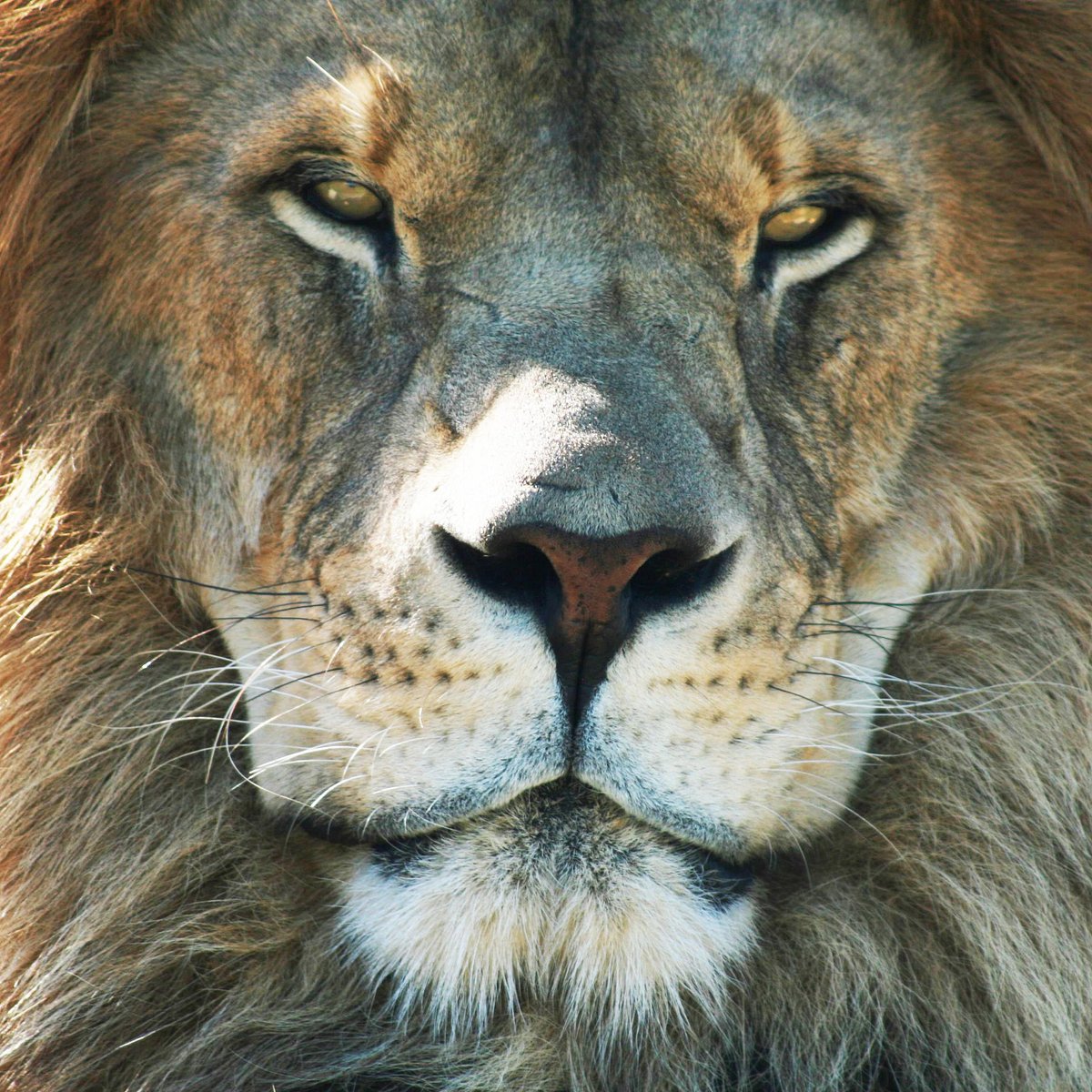 African Lion Safari (Hamilton) - All You Need to Know BEFORE You Go