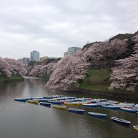 full blossom