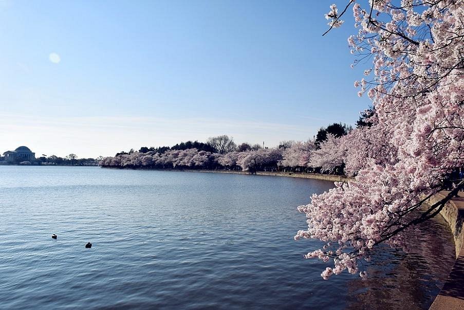 Washington nationals cherry blossom - Gem