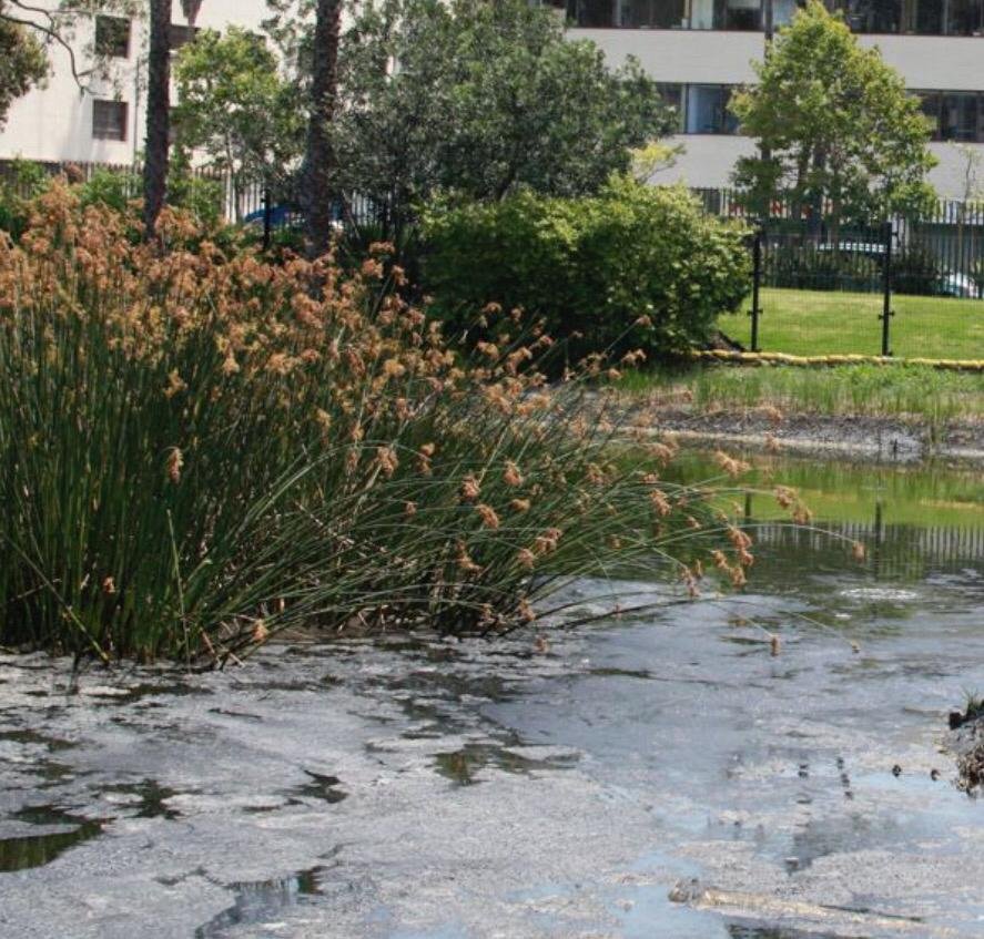 Observation Areas  Rancho La Brea Tar Pits