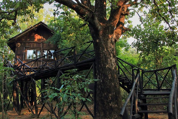 pugdundee safaris tree house hideaway bandhavgarh