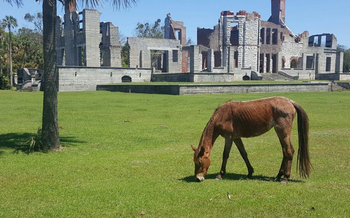 are dogs allowed on cumberland island