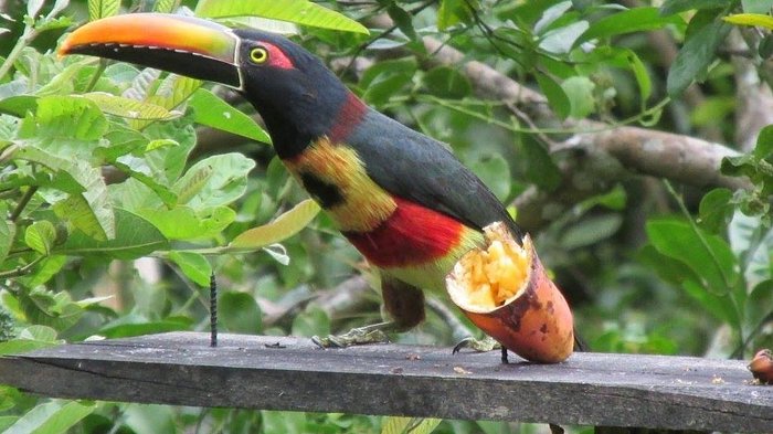 Drip Coffee Maker with a Toucan from Costa Rica, 'Toucan Make Coffee