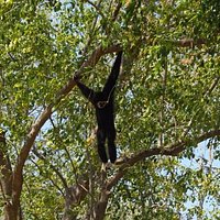 Gibbons in Cha-am Forest Park