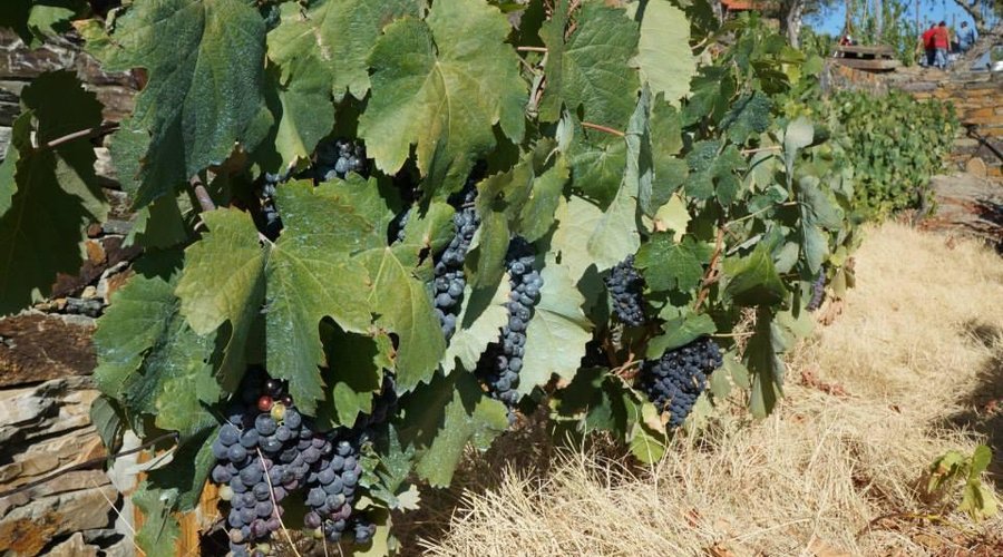 grapes