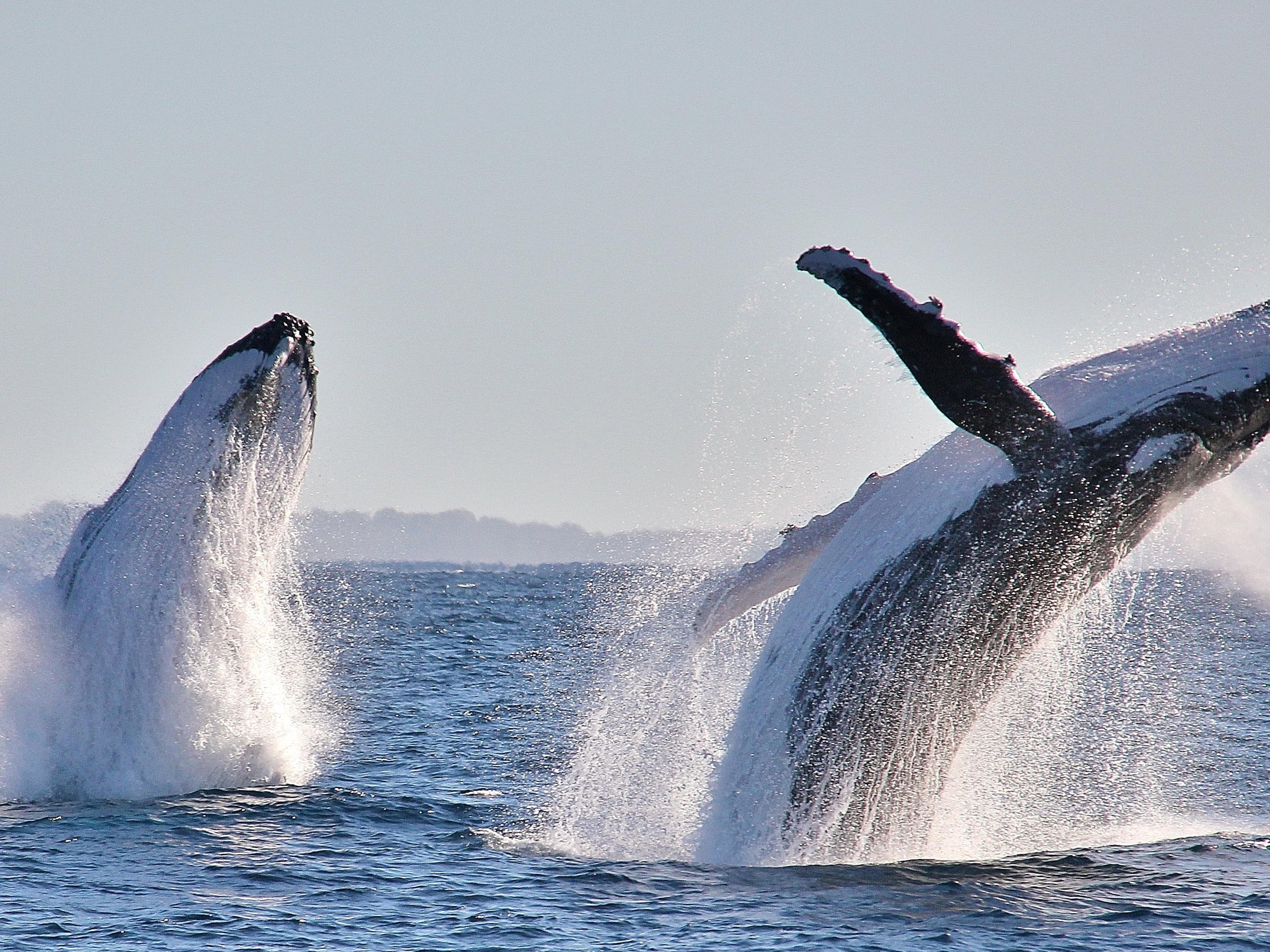 Port Macquarie Cruise Adventures - All You Need To Know Before You Go