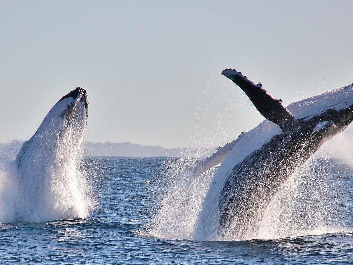 Port Macquarie Cruise Adventures - All You Need to Know BEFORE You Go