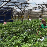 View of the healthy strawberry farm
