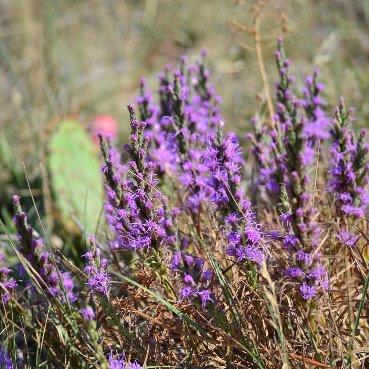 Reservoir Ridge Natural Area (Fort Collins) - All You Need to Know ...