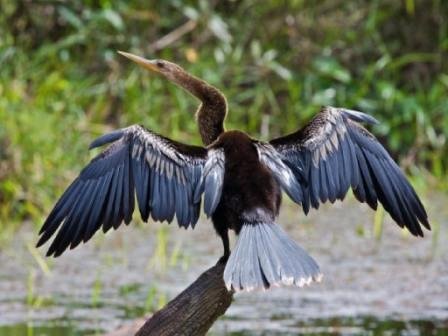 Panama Birding by Boat Tour - All You Need to Know BEFORE You Go (2024)