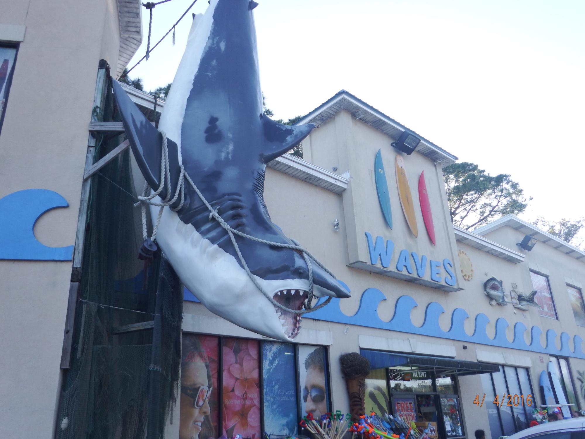 Animal surf on sale shop near me