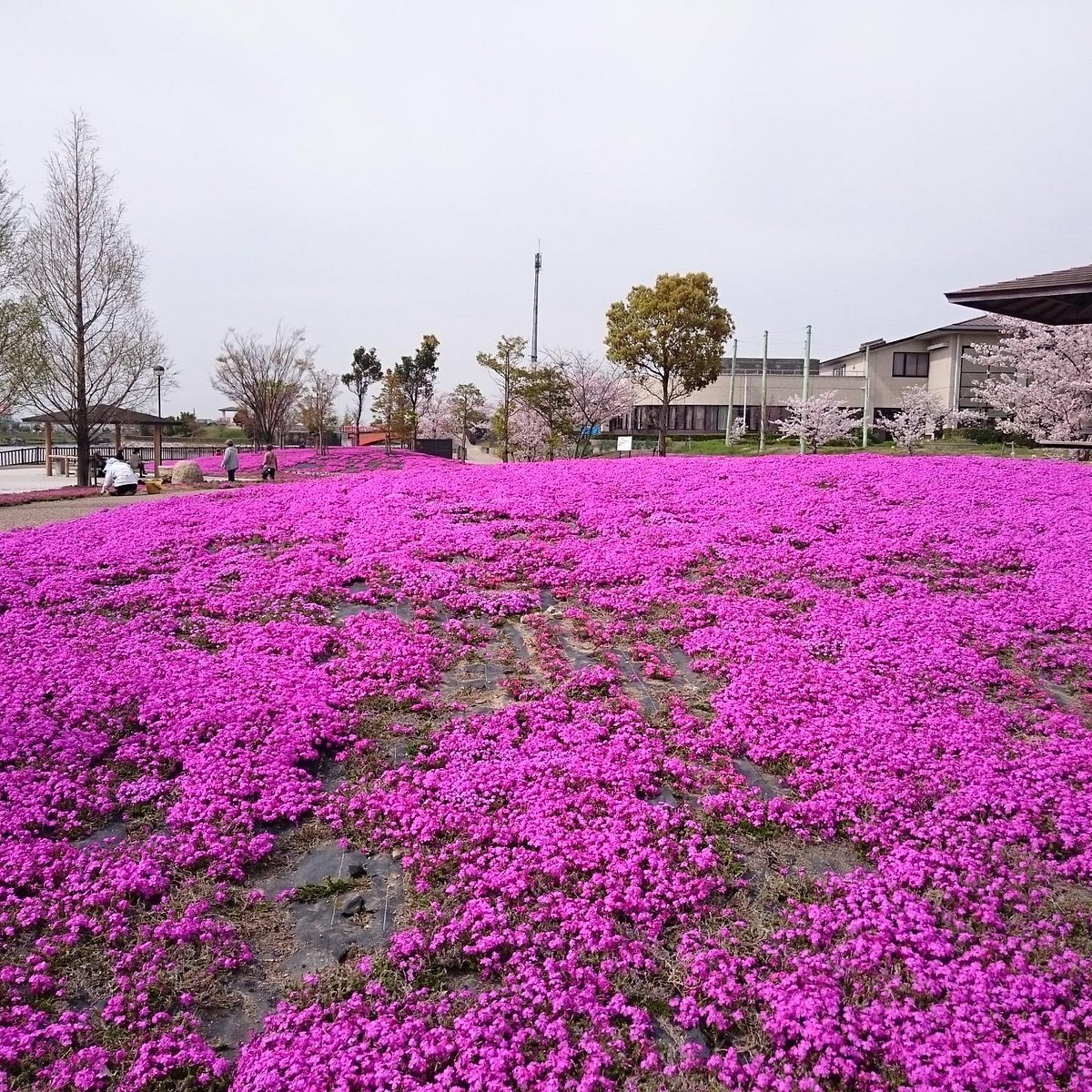 Mitsumata Pond Park 弥富市 旅游景点点评 Tripadvisor