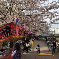柏尾川堤の桜