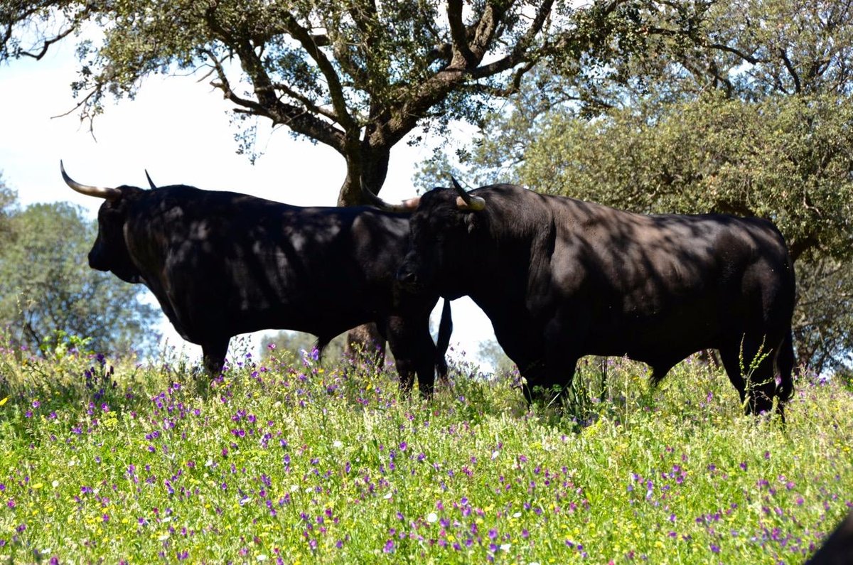 Apreço ao campo que vem de família - Angus.Org