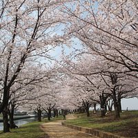 桜並木 ①