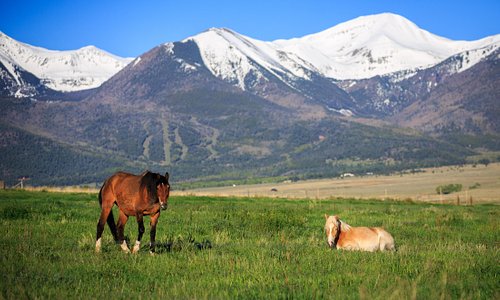 Westcliffe, Colorado Horses