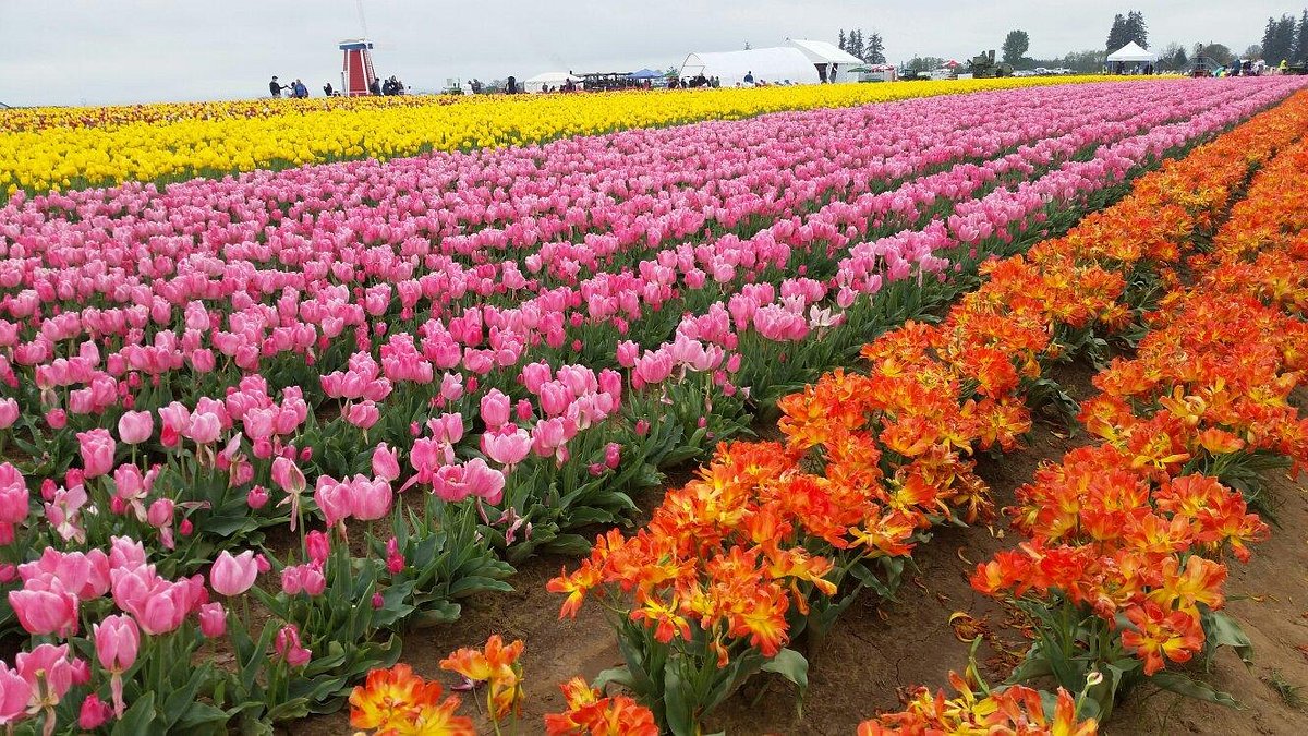 Wooden Shoe Tulip Farm (Woodburn) - All You Need to Know BEFORE You Go