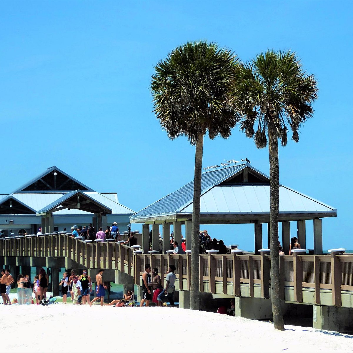 Pier 60 at Clearwater Beach  Visit St Petersburg Clearwater Florida