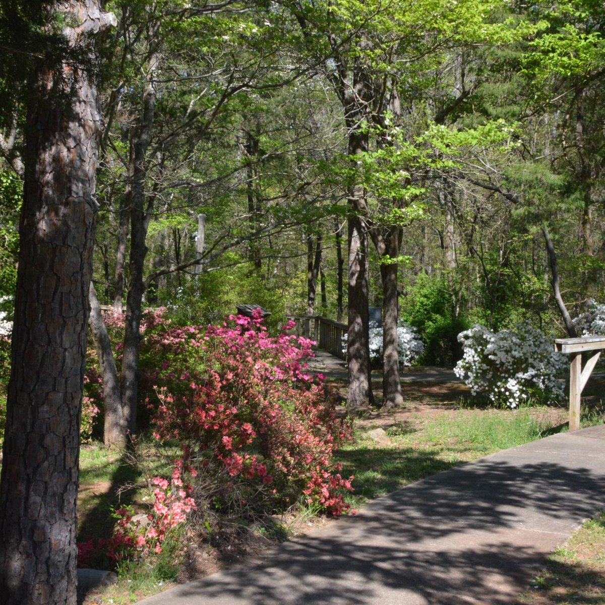 are dogs allowed at andrew jackson state park