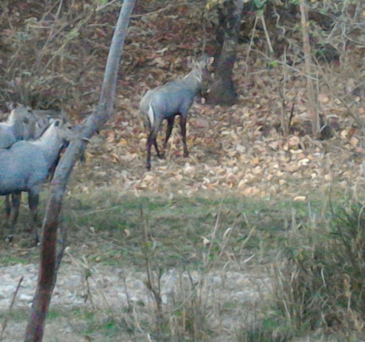 Kumbhalgarh Wildlife Sanctuary (Udaipur) - All You Need to Know BEFORE You  Go