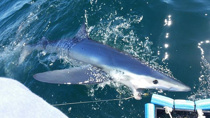 Shark Rod - Picture of LiveLiner Charters, South Portland