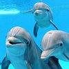 DolphinsPG