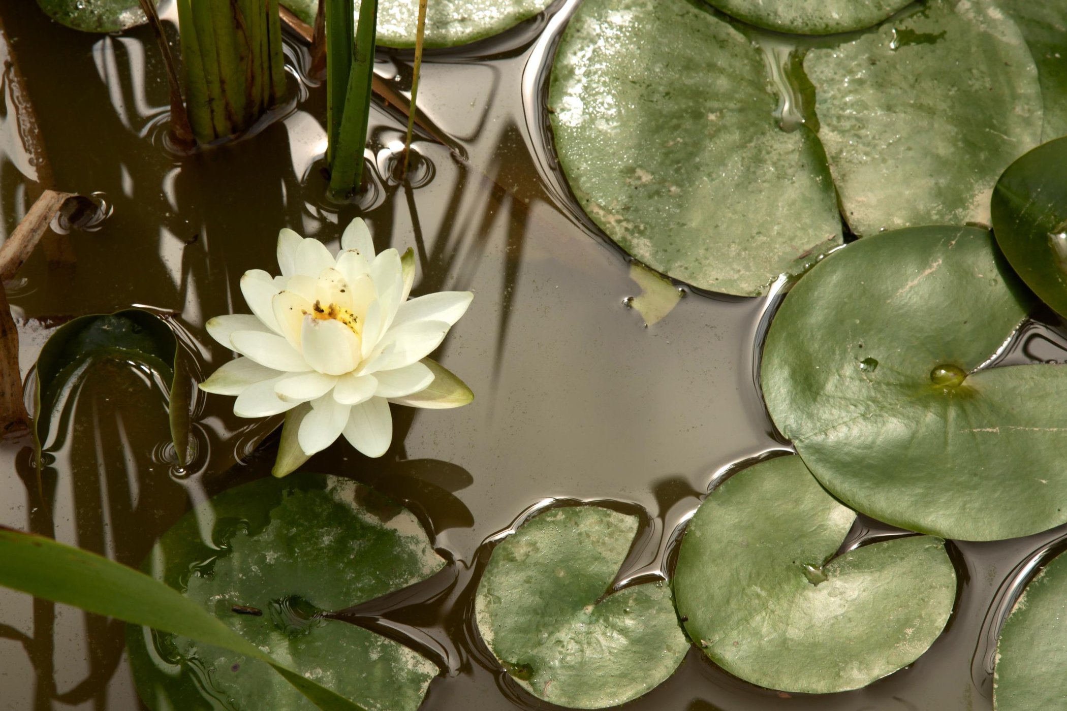 Shankara Ayurveda Wellness by null