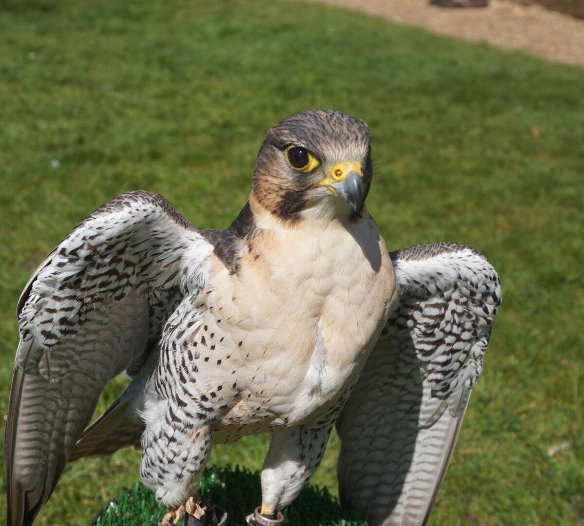 WEST SUSSEX FALCONRY (Compton) - All You Need to Know BEFORE You Go